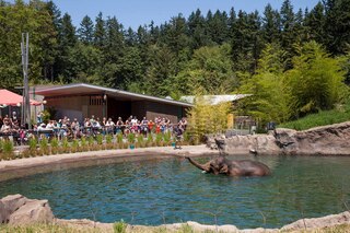 Oregon Zoo Elephant Lands outdoor water area viewing
