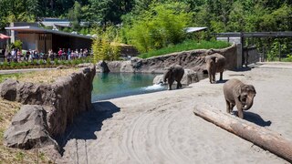 Oregon Zoo Elephant Lands outdoor viewing area with a pool