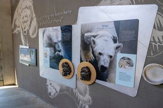 Oregon Zoo Polar bear/Primates/Rhinos exhibition interactive wall