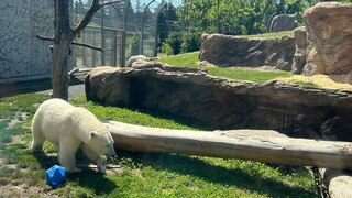 Oregon Zoo Polar Bear exhibition