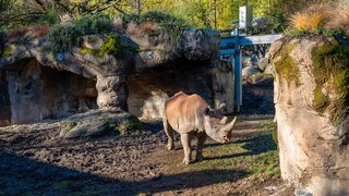 Oregon Zoo Rhino exhibition