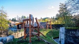 Oregon Zoo Primate forest Chimpangee