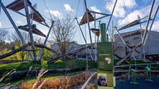 Oregon Zoo Primate forest Chimpangee