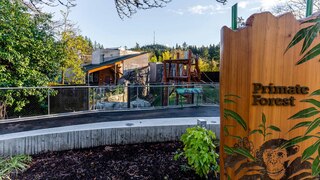 Oregon Zoo Primate forest Chimpangee