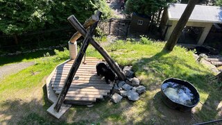 Oregon Zoo Black Bear/Boardwalk - Portland, Oregon