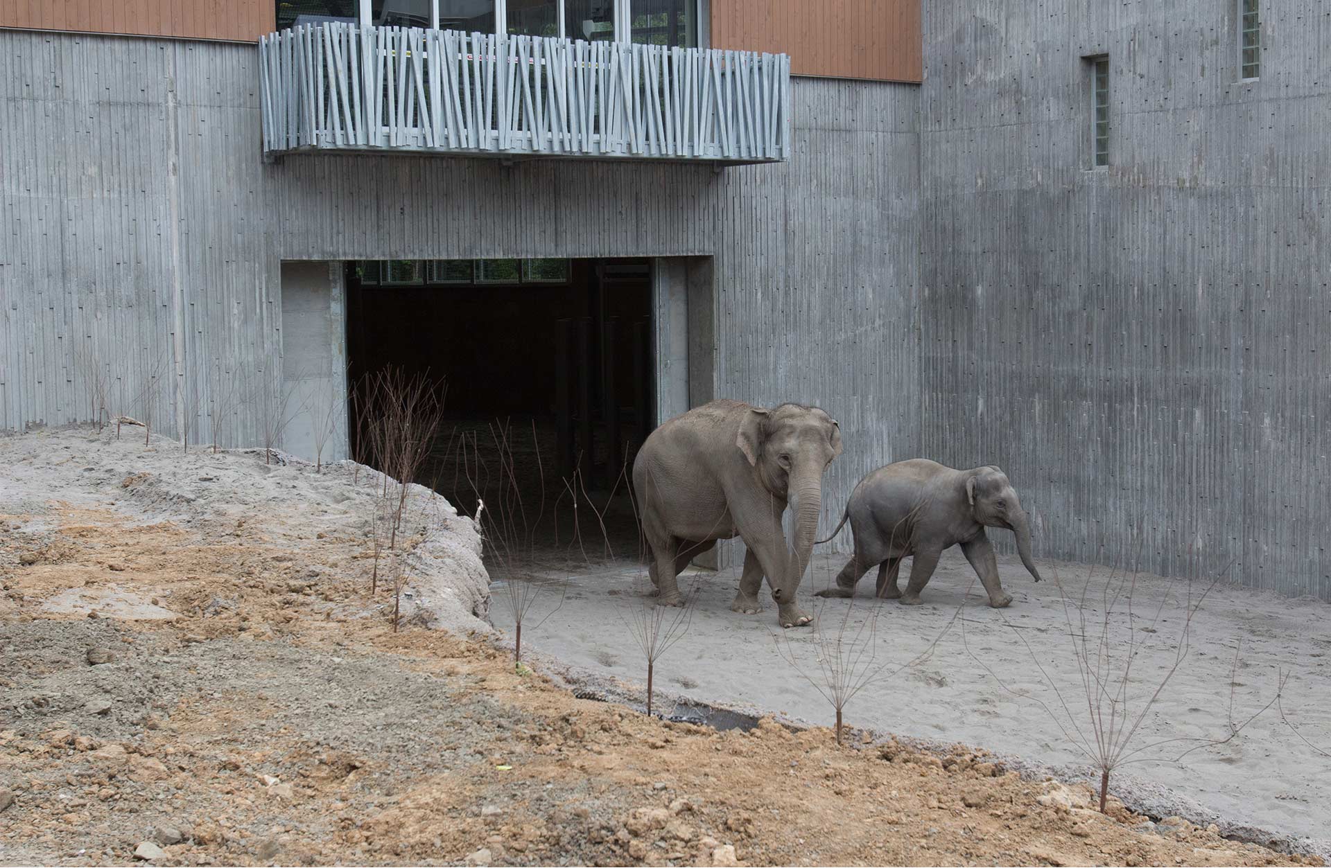 Oregon Zoo Elephant Lands